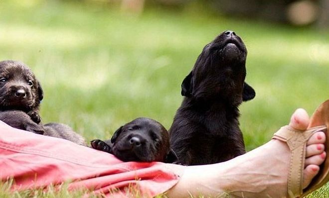 cute puppy dog