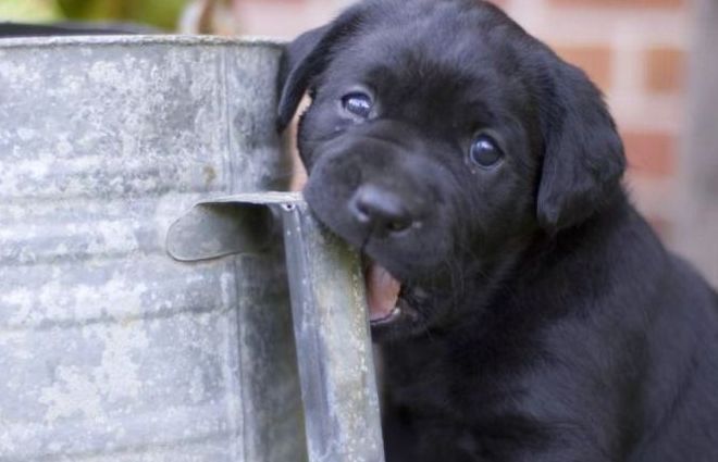 cute puppy dog