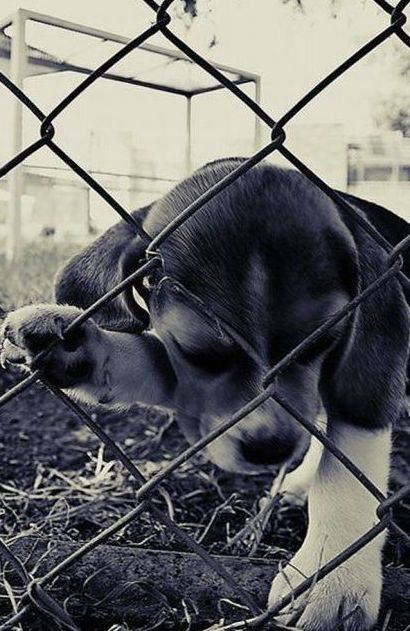 cute puppy dog