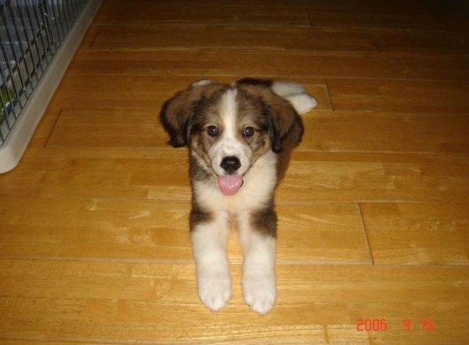 cute puppy dog