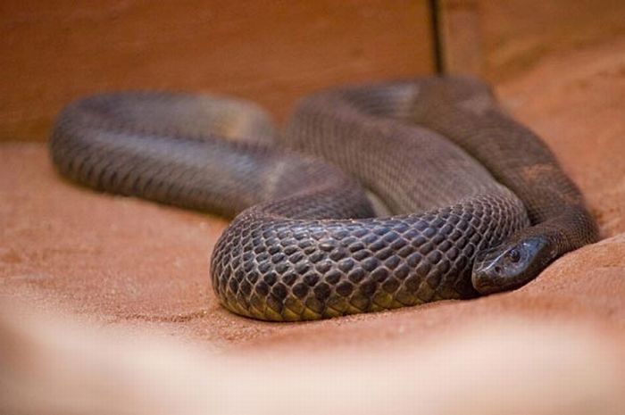 world's deadliest snake