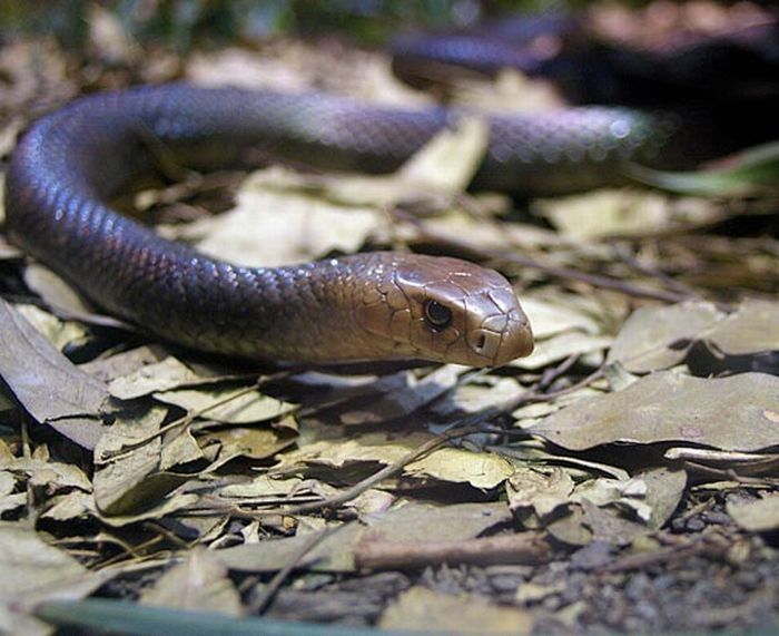 world's deadliest snake