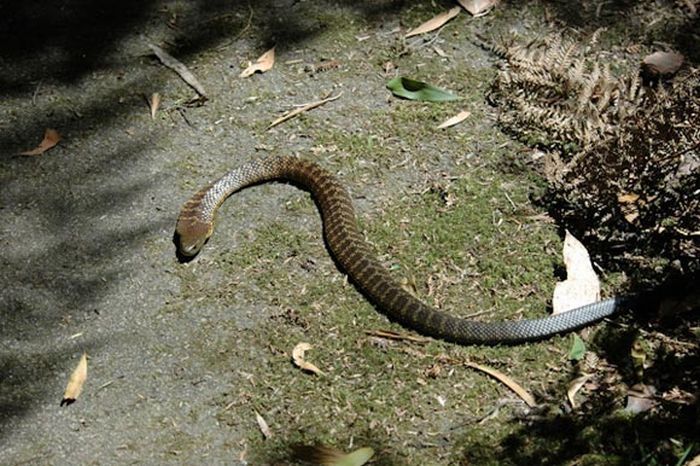 world's deadliest snake