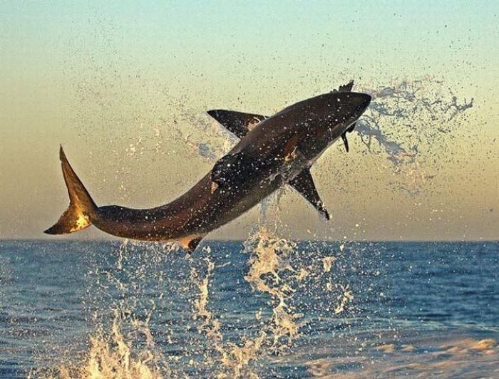 great white shark hunting