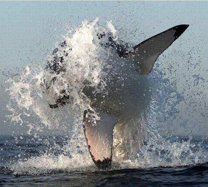 great white shark hunting