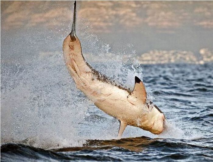 great white shark hunting