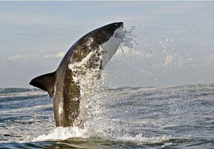 great white shark hunting