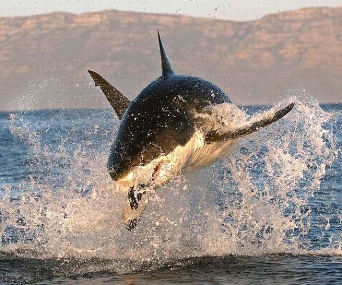 great white shark hunting
