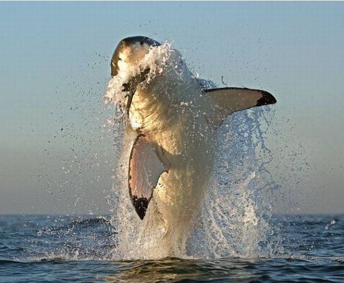 great white shark hunting