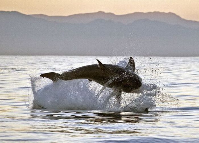 great white shark hunting