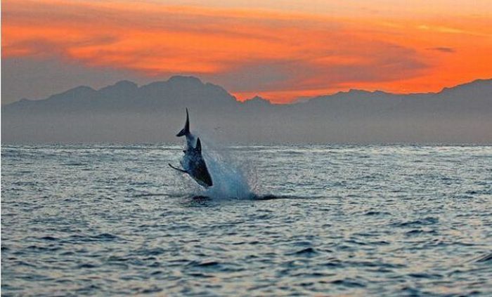 great white shark hunting