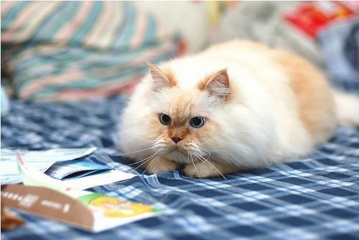 himalayan cat
