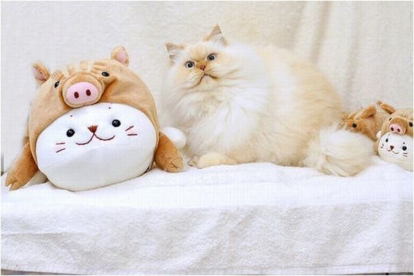 himalayan cat