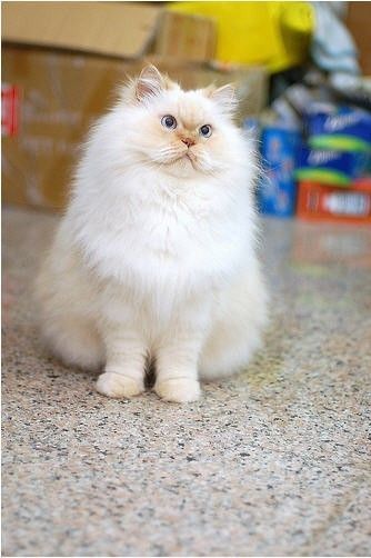 himalayan cat