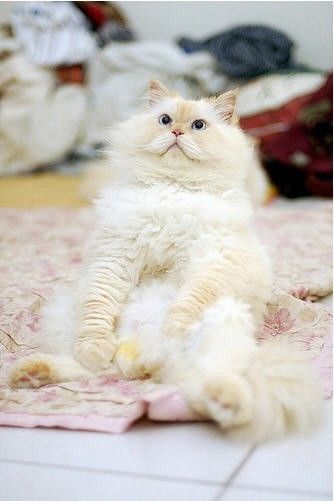 himalayan cat