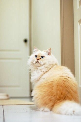 himalayan cat