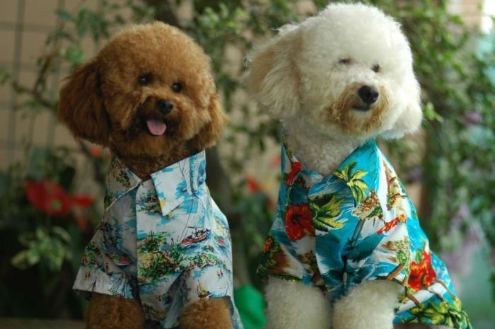 dogs in hawaiian shirts