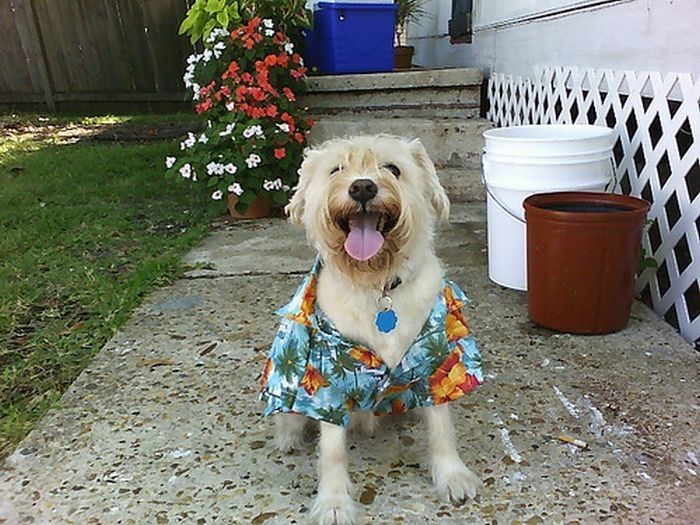 dogs in hawaiian shirts