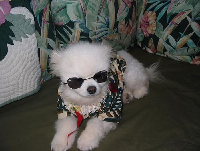 dogs in hawaiian shirts