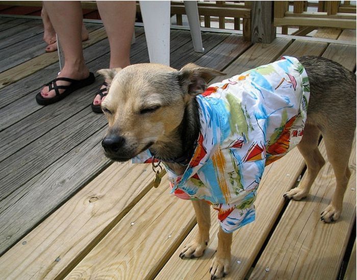 dogs in hawaiian shirts