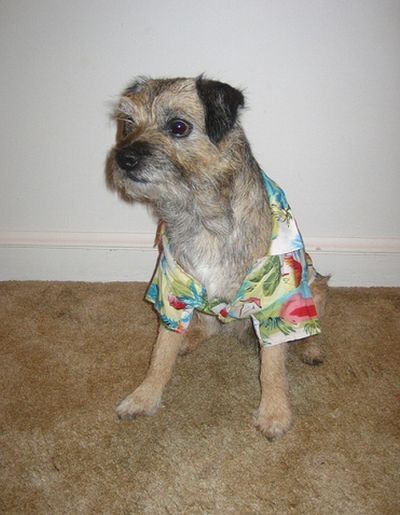 dogs in hawaiian shirts