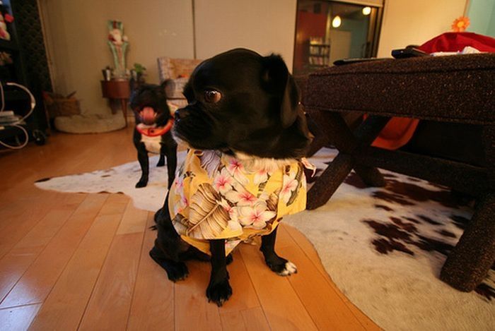 dogs in hawaiian shirts