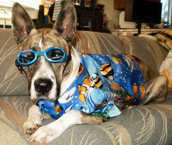 dogs in hawaiian shirts