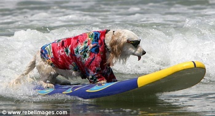 dogs in hawaiian shirts