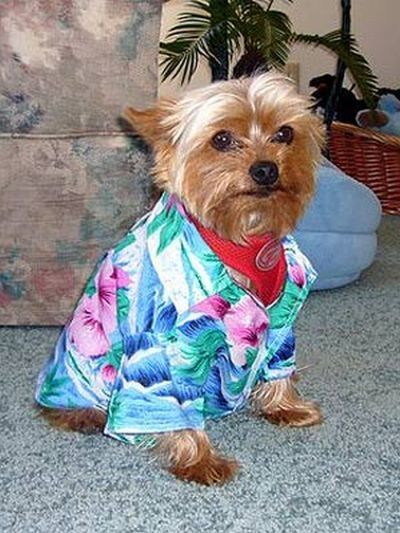 dogs in hawaiian shirts