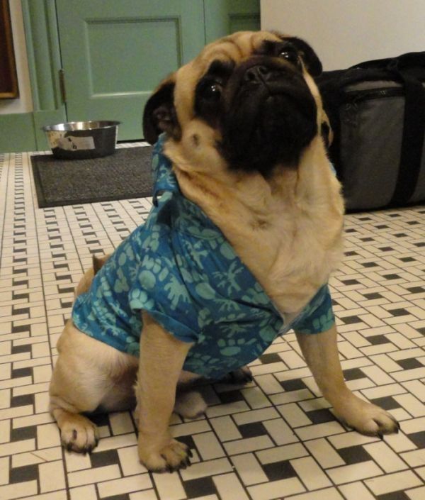 dogs in hawaiian shirts