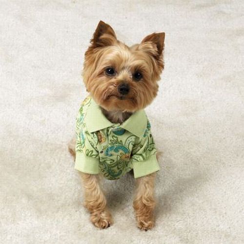 dogs in hawaiian shirts