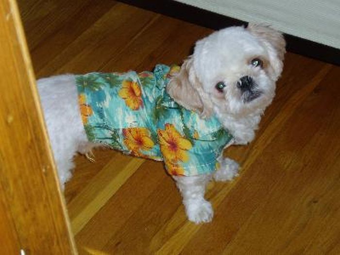 dogs in hawaiian shirts