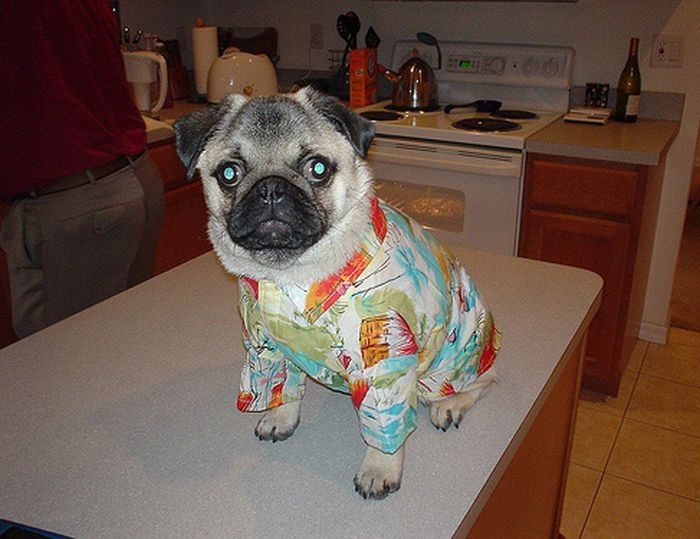 dogs in hawaiian shirts