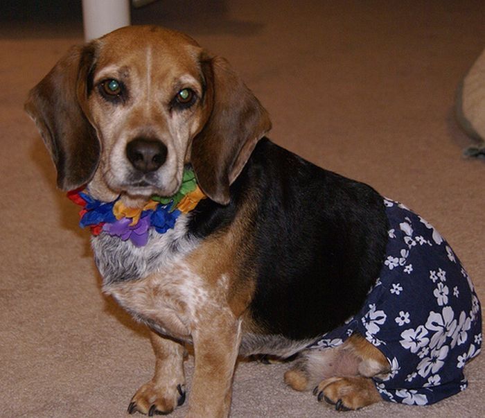 dogs in hawaiian shirts