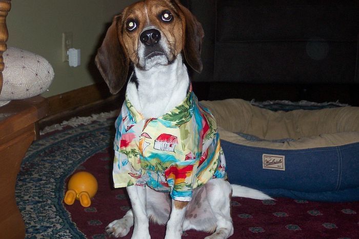 dogs in hawaiian shirts