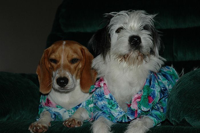 dogs in hawaiian shirts