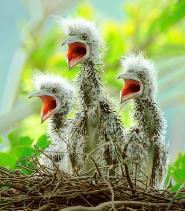 bird photography