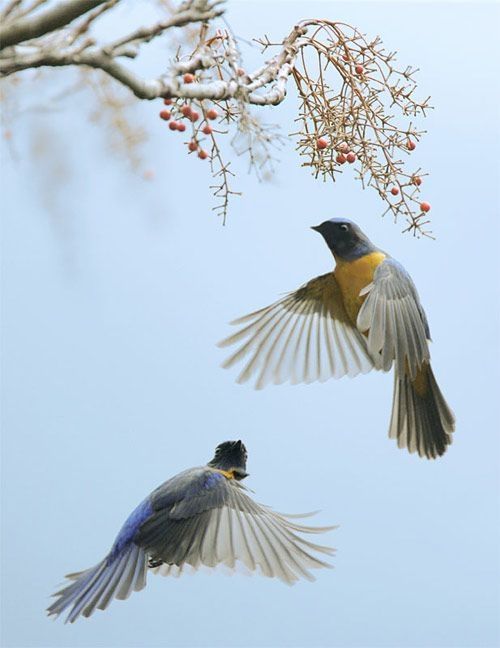 bird photography