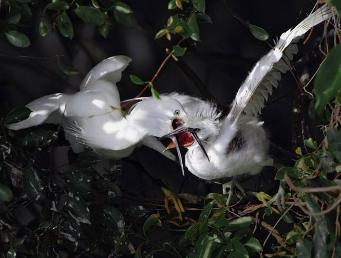 bird photography