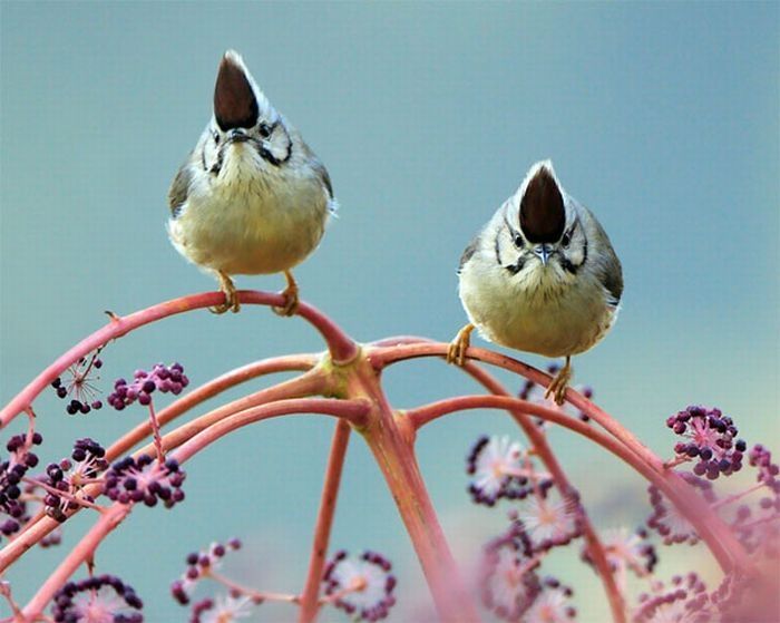 bird photography