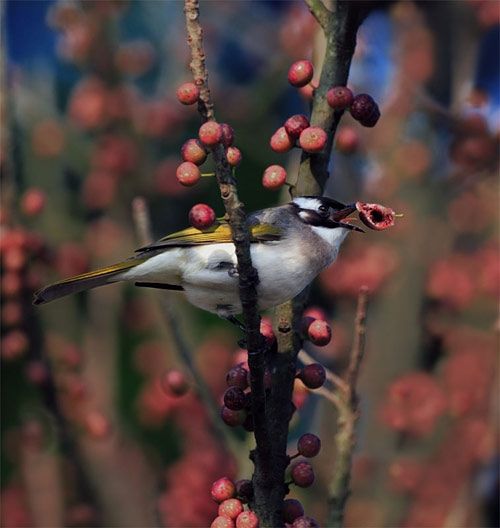 bird photography