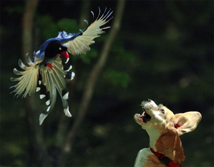 bird photography
