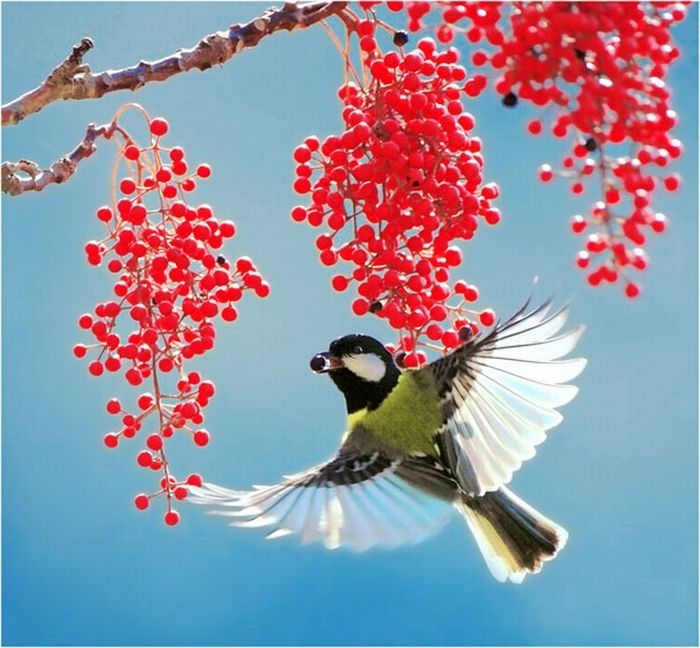bird photography