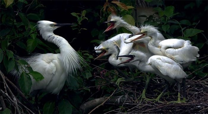 bird photography