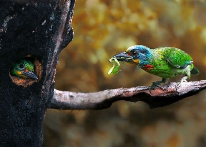 bird photography