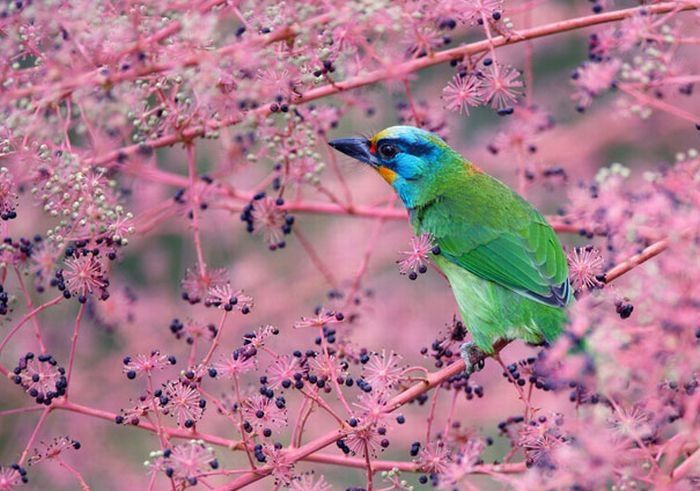 bird photography