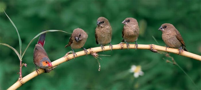 bird photography