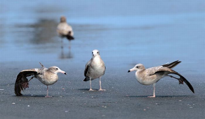 bird photography