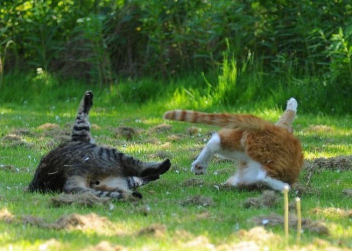 cat fight