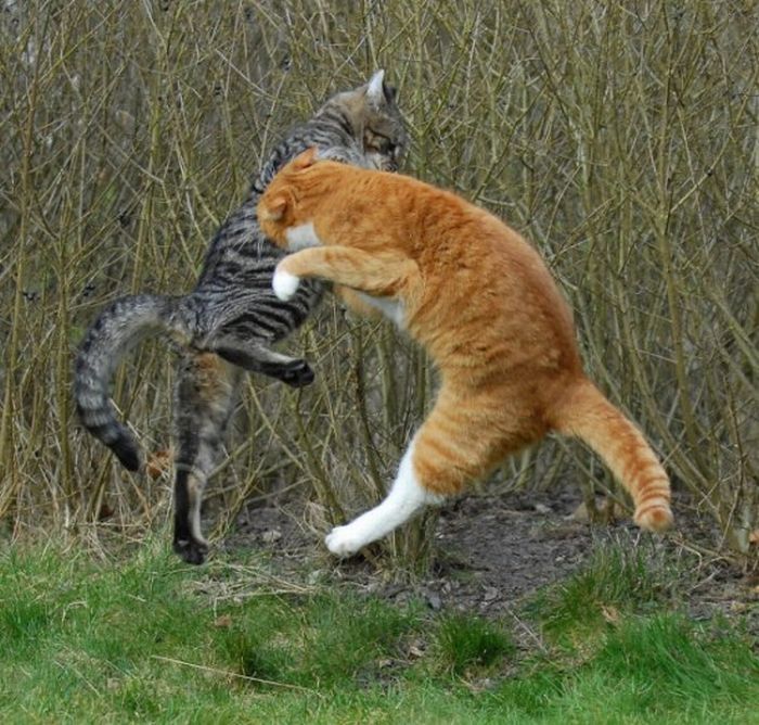 cat fight